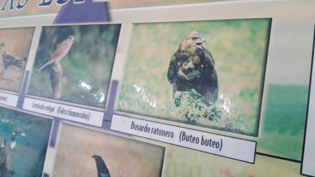 Ya podemos disfrutar de la exposición «Aves esteparias de la provincia de Cuenca» en nuestra Casa de la Cultura
